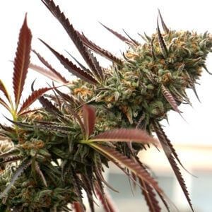 Ghost of NYC Feminized by Humboldt Seed Organization