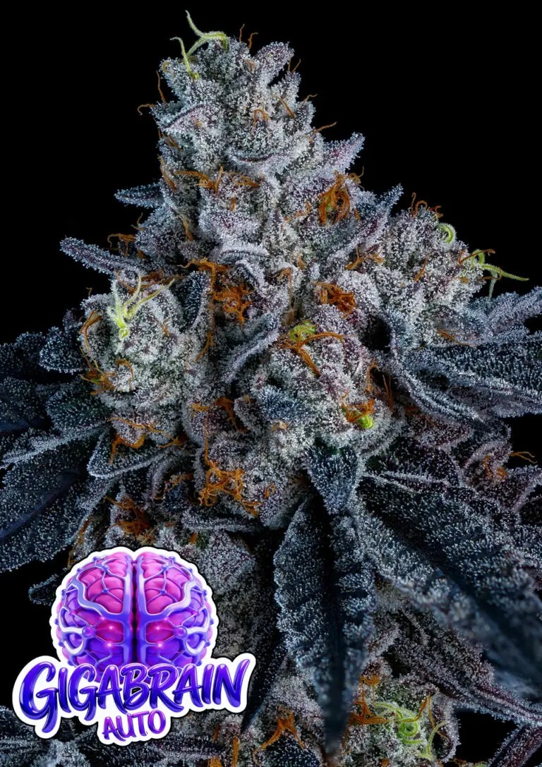 Giga Brain Auto Autoflower by Anesia Seeds