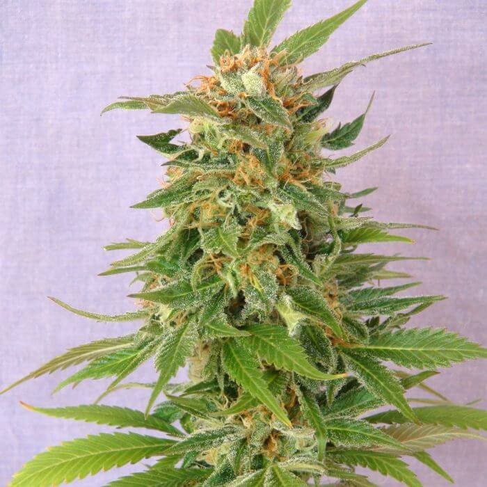 Ginger Punch Auto (Hobbit) Autoflower by Kannabia