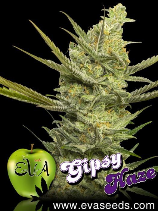 Gipsy Haze Feminized by Eva Seeds