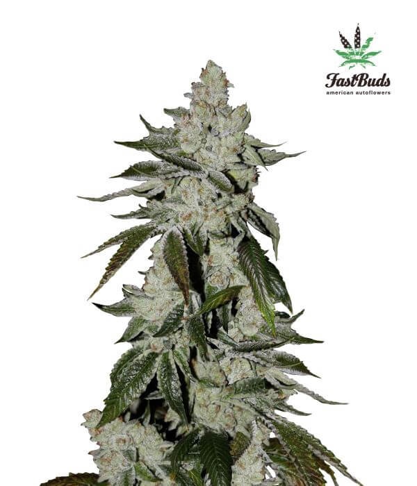 Girl Scout Cookies Auto Autoflower by Fast Buds