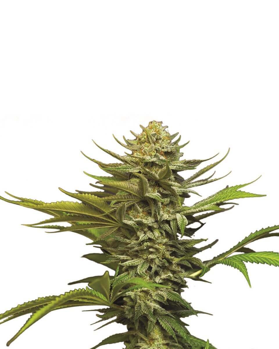 Girl Scout Cookies Auto Autoflower by Nirvana