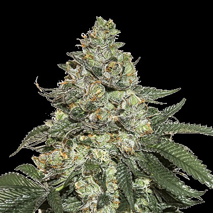 Girl Scout Cookies Auto Autoflower by Seedstockers