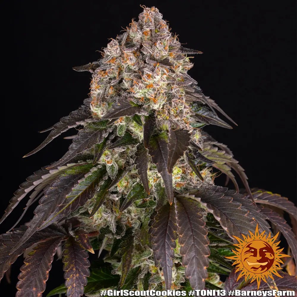Girl Scout Cookies Feminized by Barneys Farm