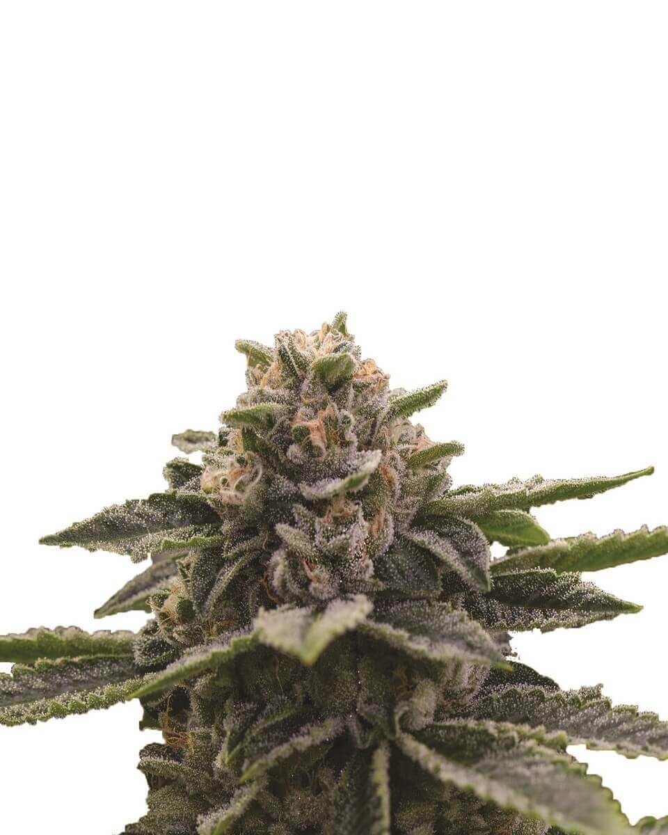 Girl Scout Cookies Feminized by Nirvana