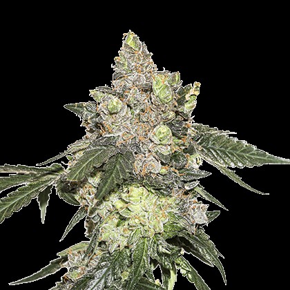 Girl Scout Cookies Feminized by Seedstockers
