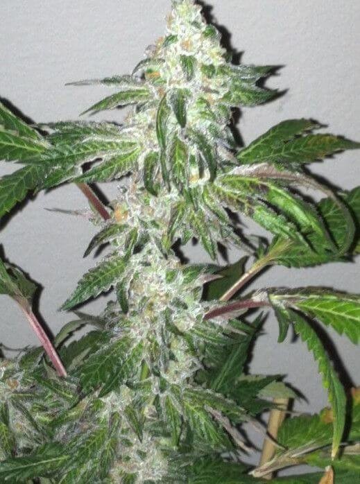 Girl Scout Cookies Feminized by The Cali Connection