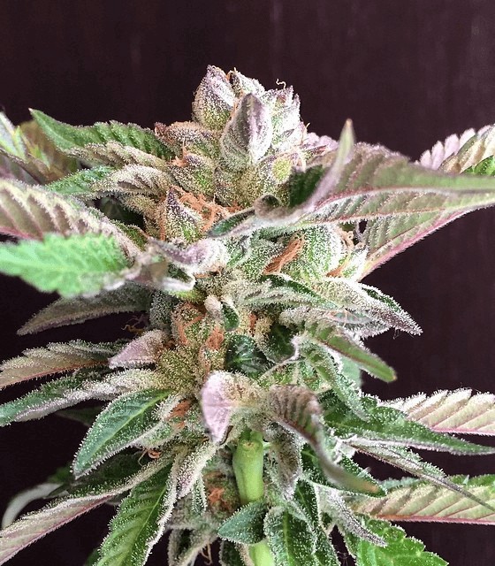 Girl Scout Cookies Forum Cut - Forum Cookies Feminized by Mamiko Seeds