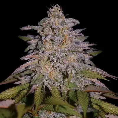 Glazed Gushers Feminized by G13 Labs