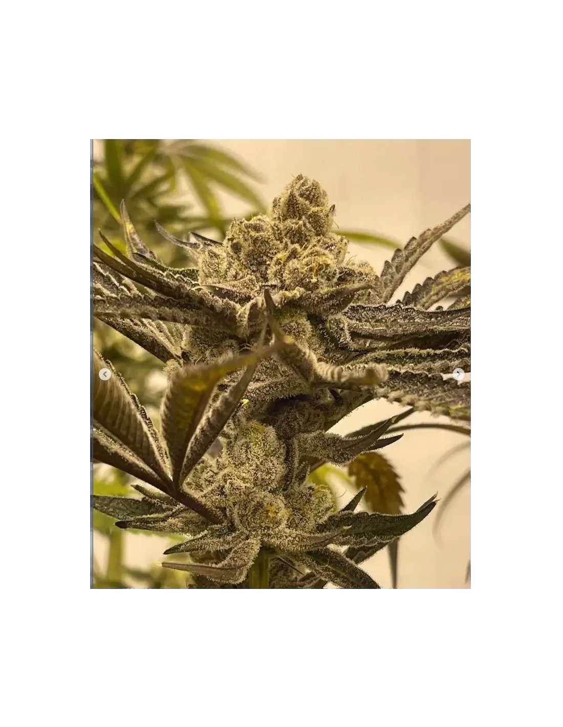 Glazed Pastries Feminized by In House Genetics