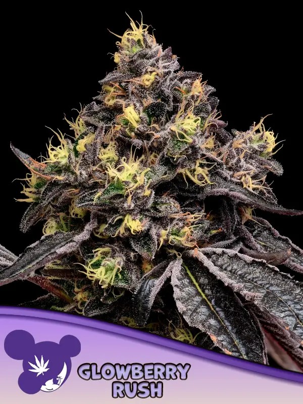Glowberry Rush Feminized by Anesia Seeds