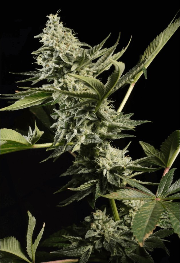 Glowstarz Feminized by Paradise Seeds