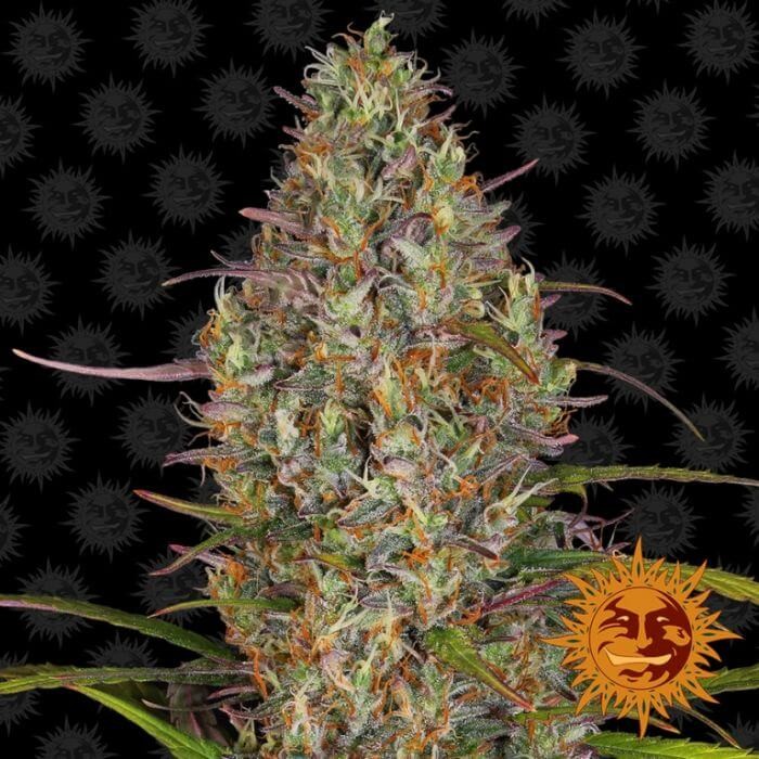 Glue Gelato Auto Autoflower by Barneys Farm