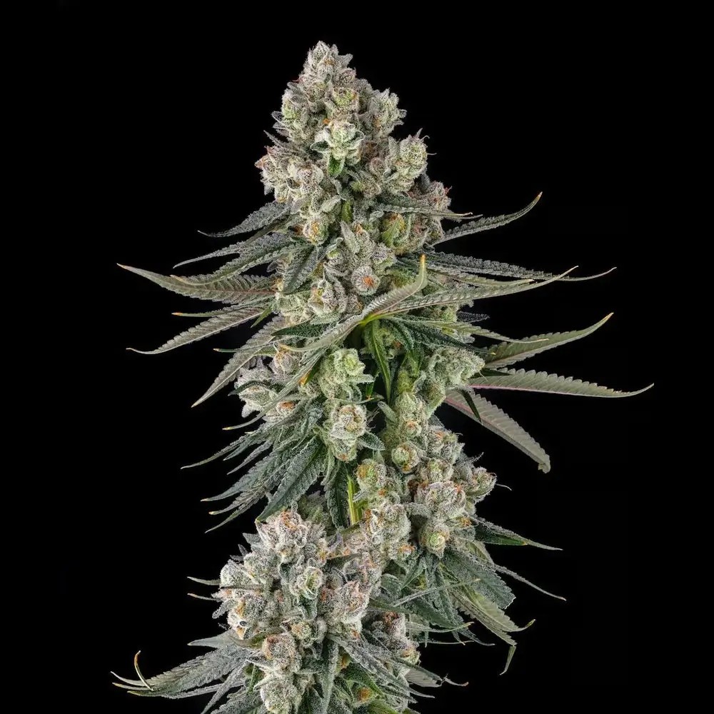 Glue Lotus Feminized by Compound Genetics