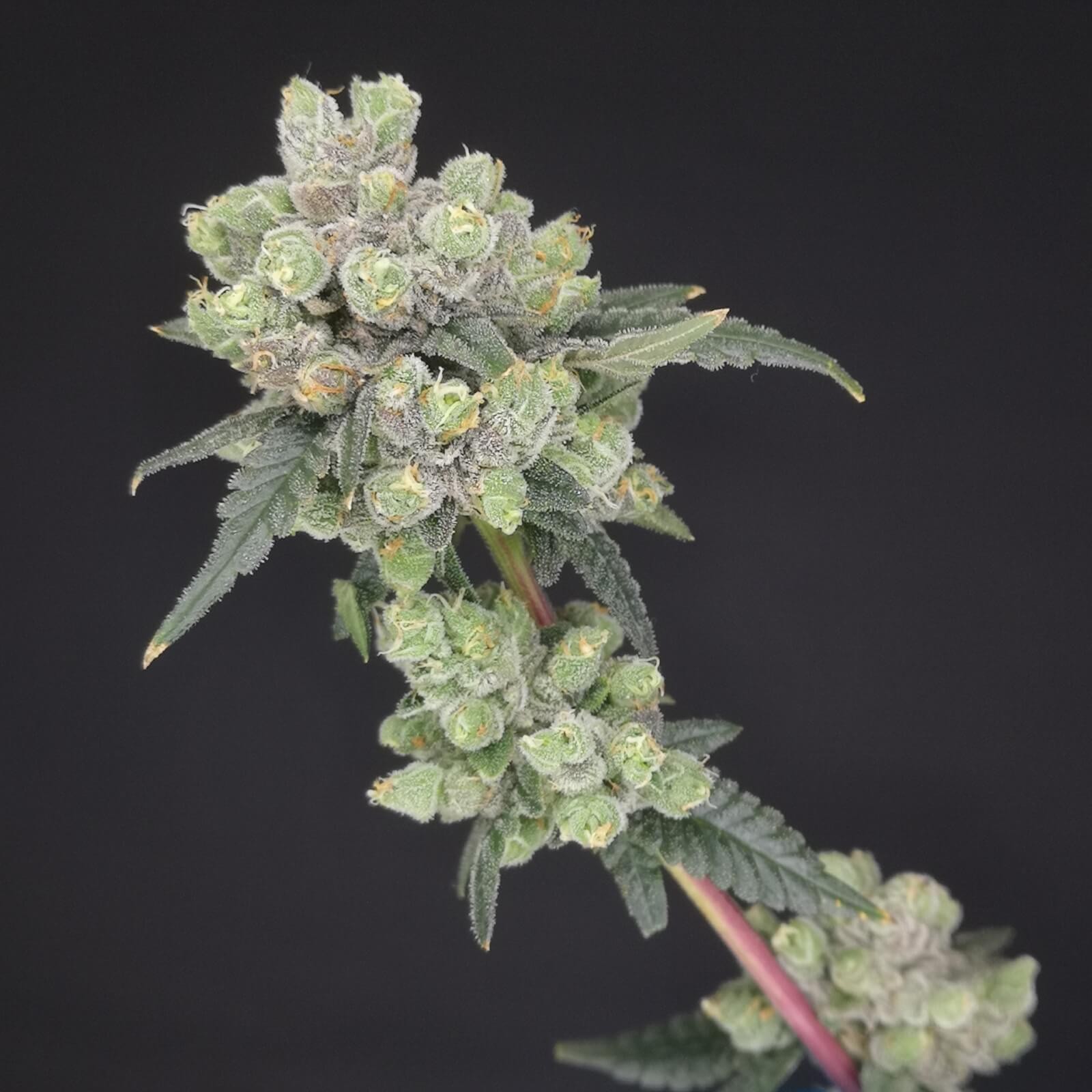 Glueberriez Feminized by Old School Genetics