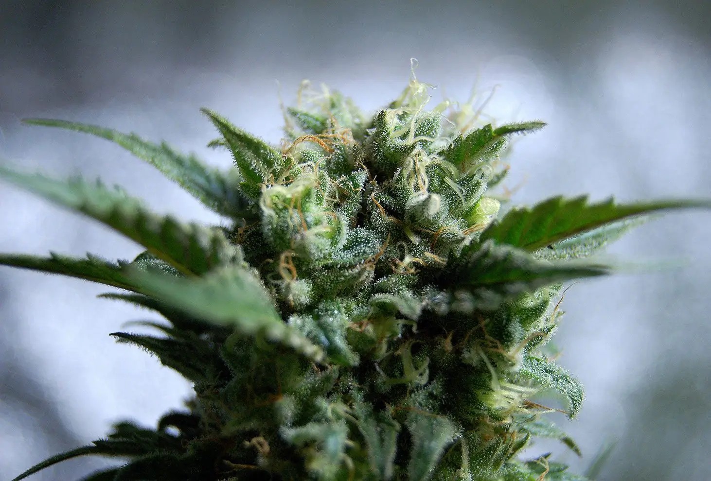 Gnomo Autoflower by Kannabia