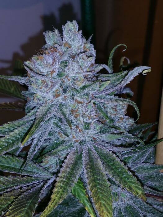 Go Time Regular by Jinxproof Genetics
