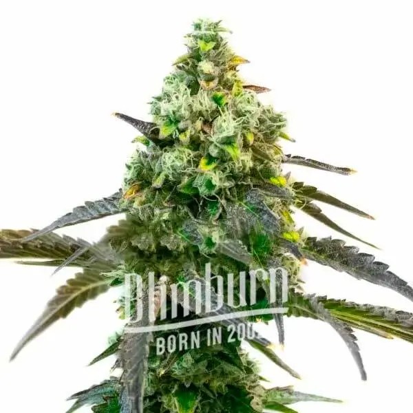 Godfather OG Auto Autoflower by Blimburn Seeds