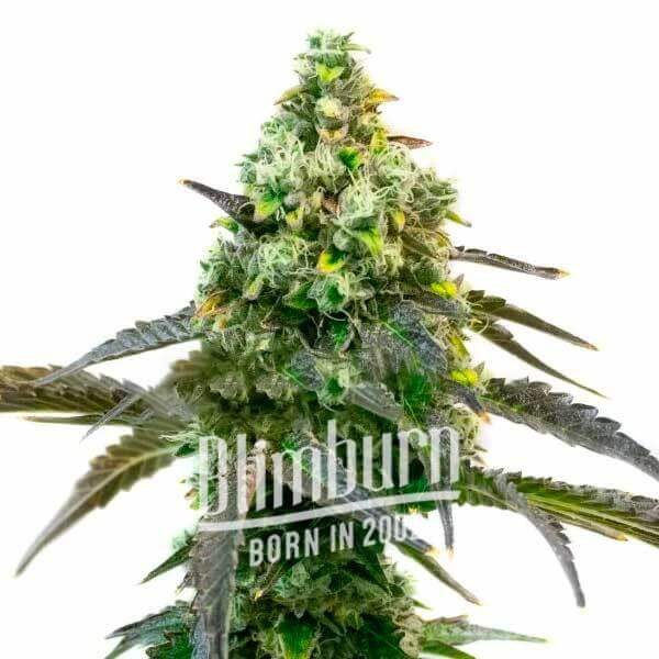 Godfather OG Feminized by Blimburn Seeds