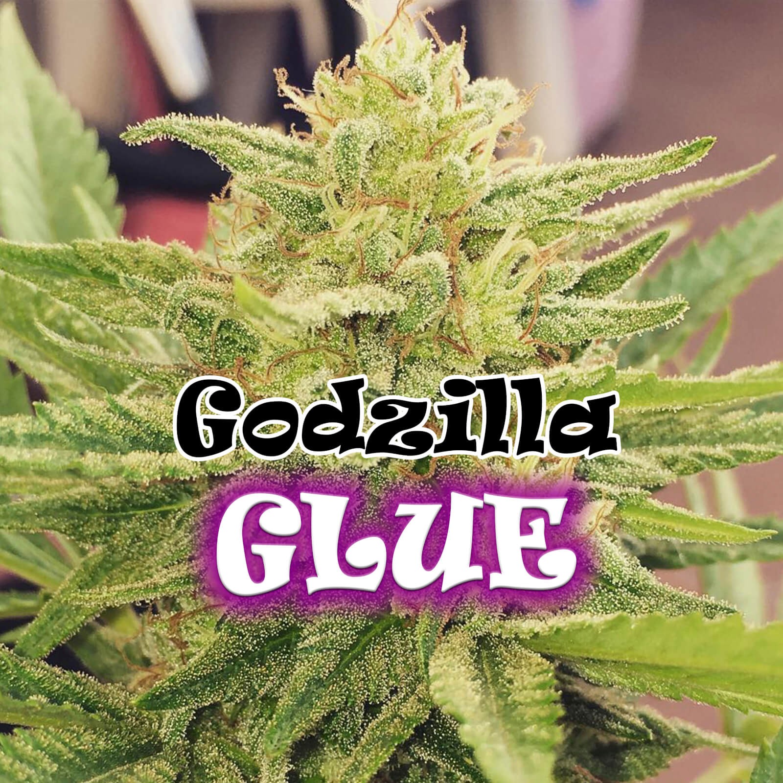 Godzilla Glue Feminized by Dr. Underground Seeds