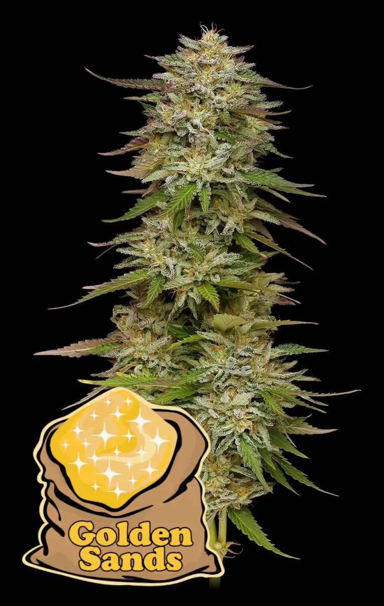 Golden Sands Feminized by Humboldt Seed Company