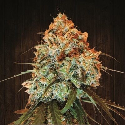 Golden Tiger Feminized by Ace Seeds