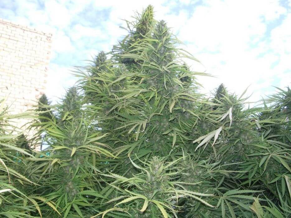 Golden Tiger Reg Regular by Ace Seeds