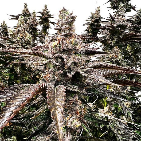 Goldust Feminized by Exotic Genetix