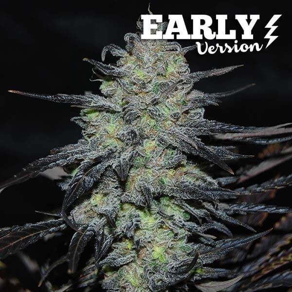 Golosa Early Feminized by Delicious Seeds