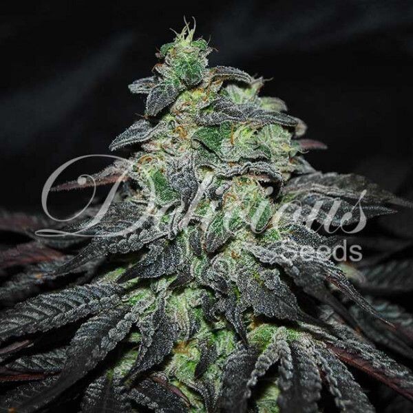 Golosa Feminized by Delicious Seeds