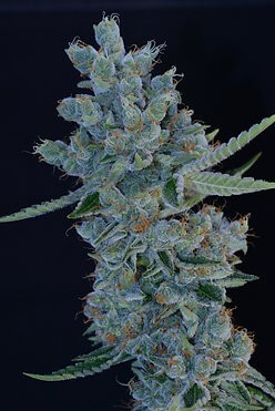 Gorgeous Braelin Feminized by Botafarm Genetics