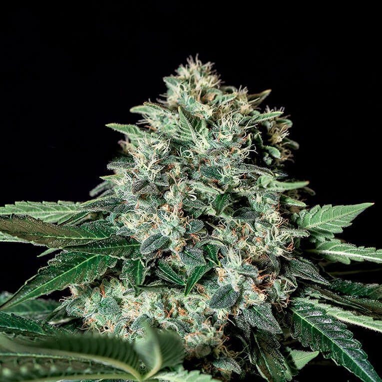 Gorila Bilbo Feminized by Genehtik