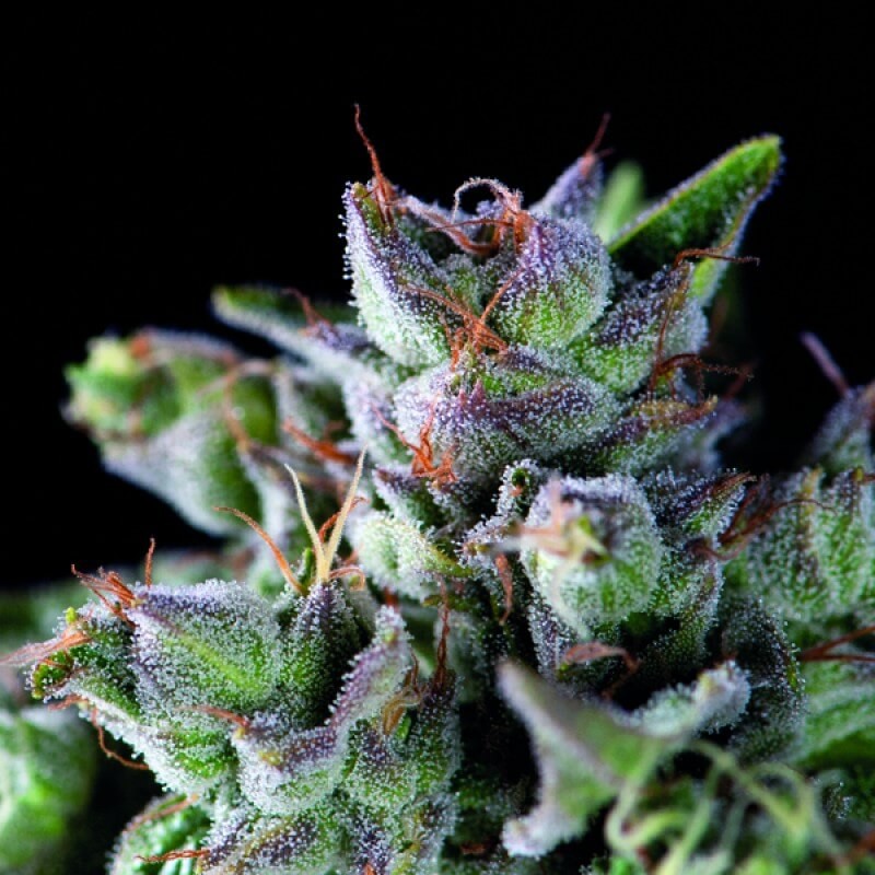 Gorila Feminized by Pyramid Seeds