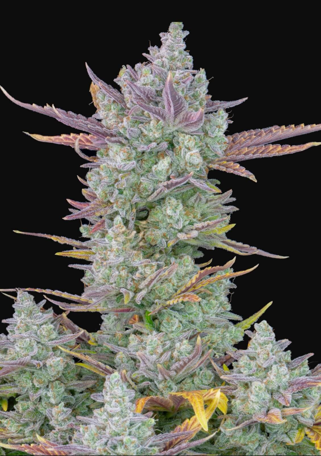 Gorilla Cookies Auto Autoflower by Fast Buds