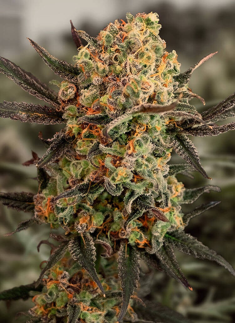 Gorilla Cookies Auto Autoflower by High Speed Buds