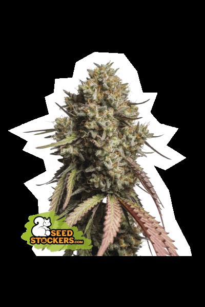 Gorilla Cookies Auto Autoflower by Seedstockers