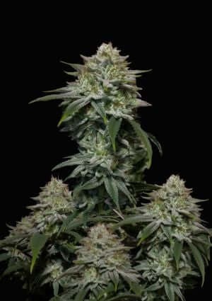 Gorilla Cookies FF Feminized by Fast Buds