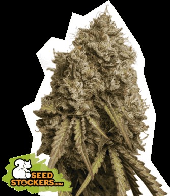 Gorilla Cookies Feminized by Seedstockers
