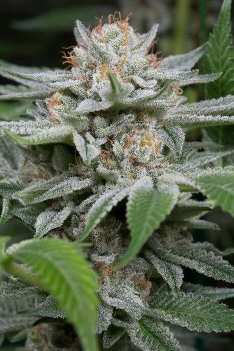 Gorilla Feminized by Dinafem