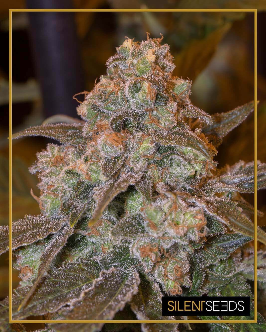 Gorilla Frost Feminized by Silent Seeds
