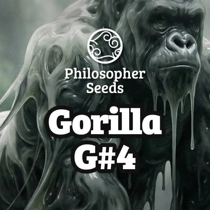 Gorilla G#4 Feminized by Philosopher Seeds