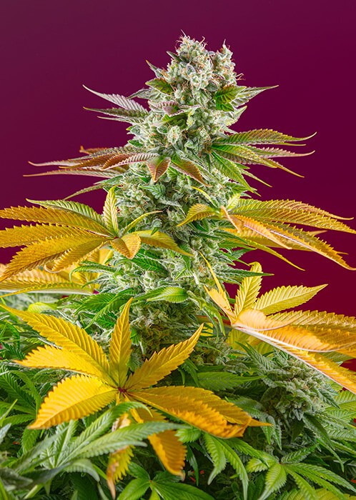 Gorilla Girl F1 Fast Version Feminized by Sweet Seeds