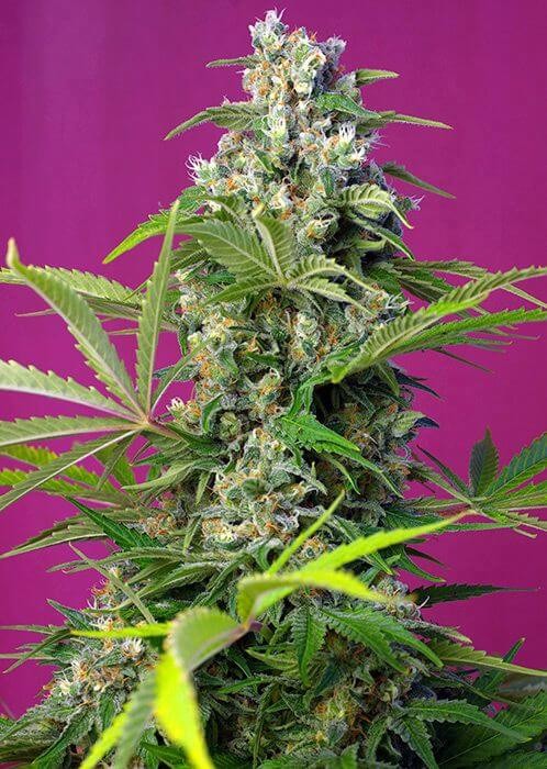 Gorilla Girl Feminized by Sweet Seeds