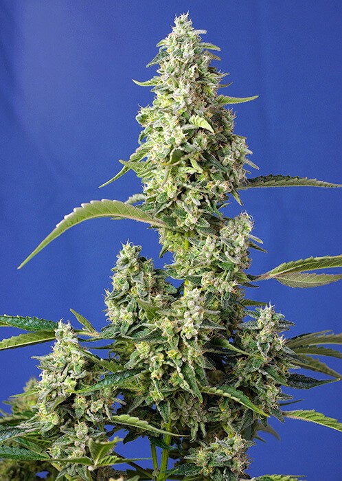 Gorilla Girl XL Auto Autoflower by Sweet Seeds