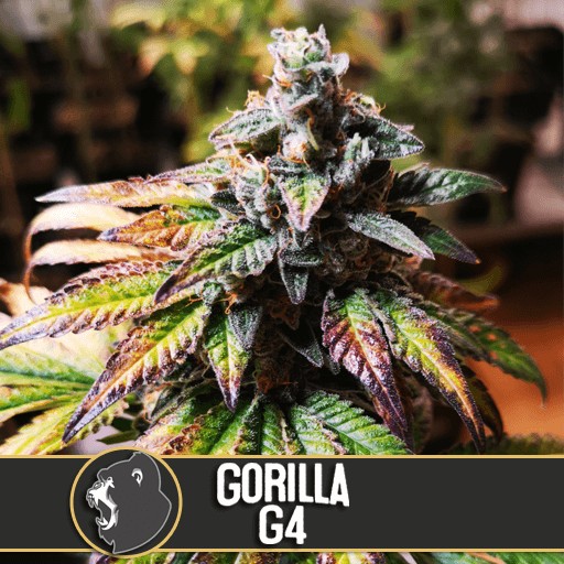 Gorilla Glue #4 Feminized by Blimburn Seeds