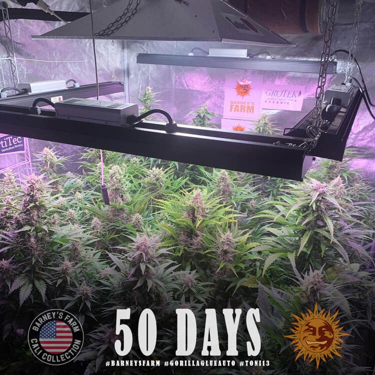 Gorilla Glue Auto Autoflower by Barneys Farm
