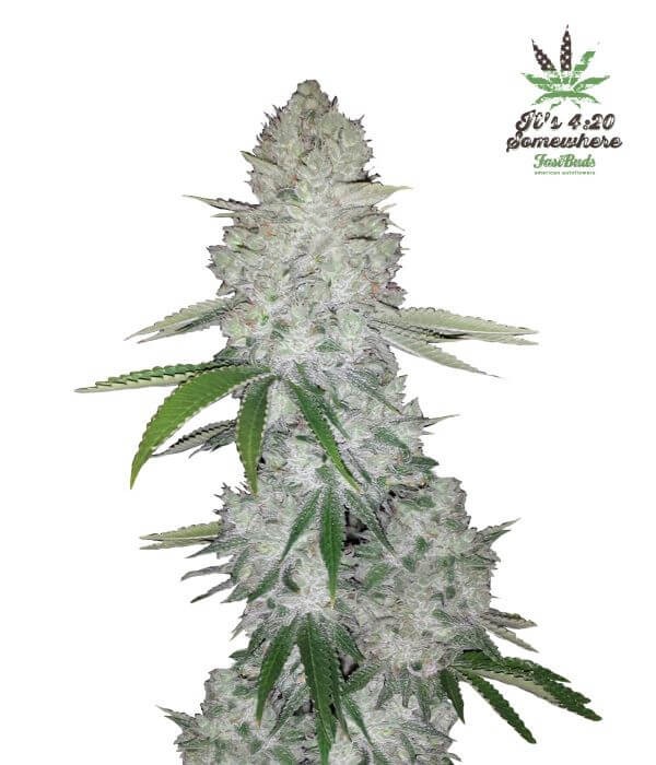 Gorilla Glue Auto Autoflower by Fast Buds