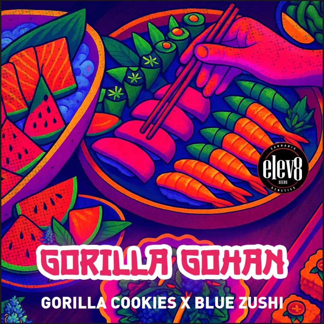 Gorilla Gohan Feminized by Elev8 Seeds