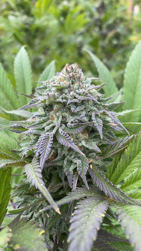 Gorilla King Auto Autoflower by Kannabia