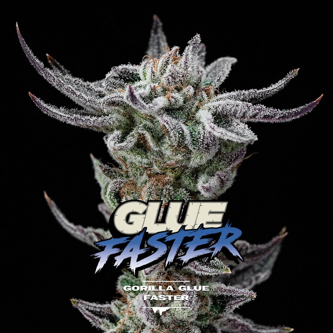 Gorilla Kingdom Faster Feminized by BSF Seeds